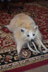 Soft Mount White Raccoon Taxidermy Mount