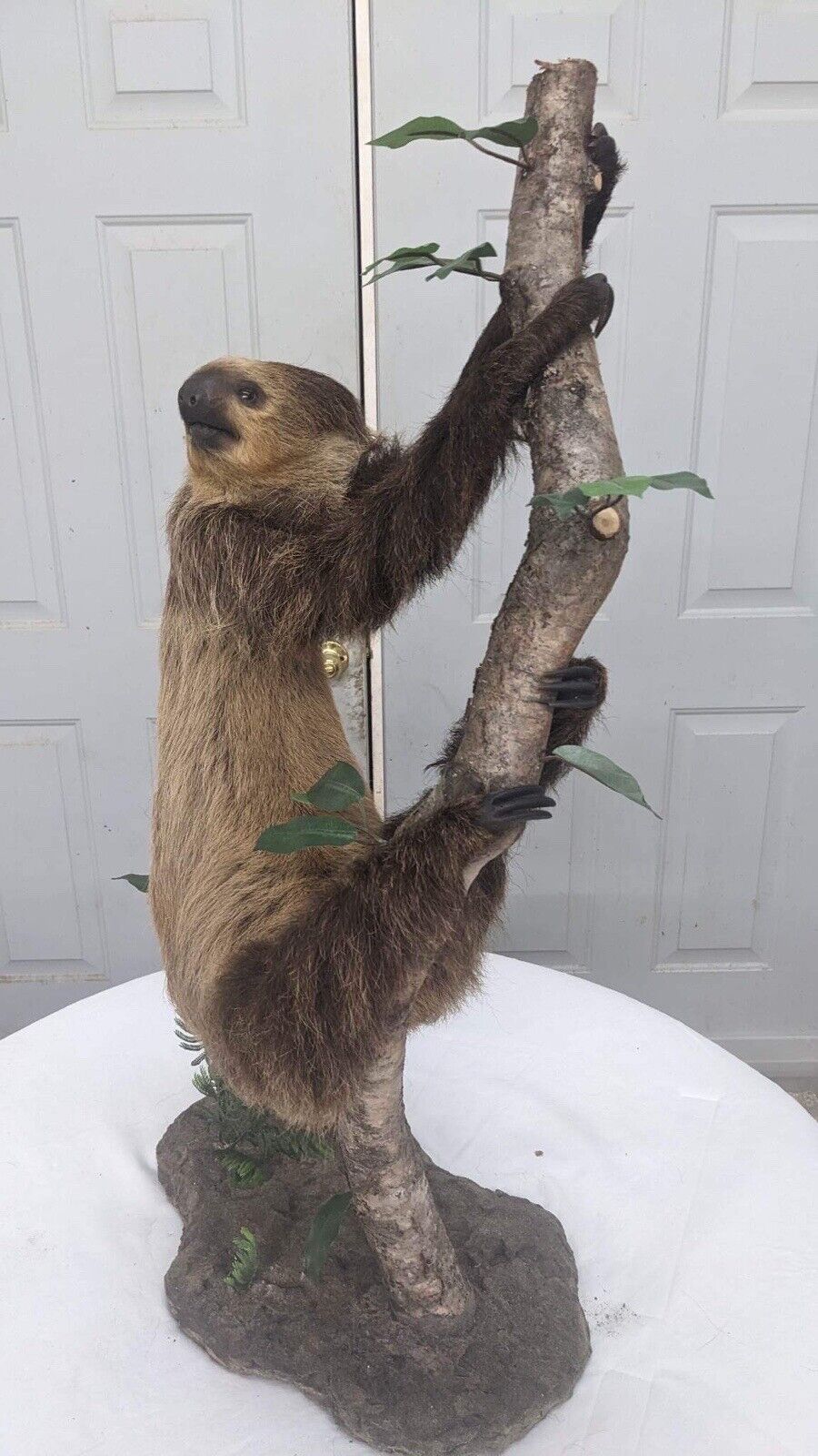 New Excellent Adult Sloth Taxidermy Table Mount Full Body