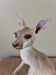 Baby Kangaroo Taxidermy Mount