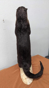 New Full Body Otter Taxidermy Mount