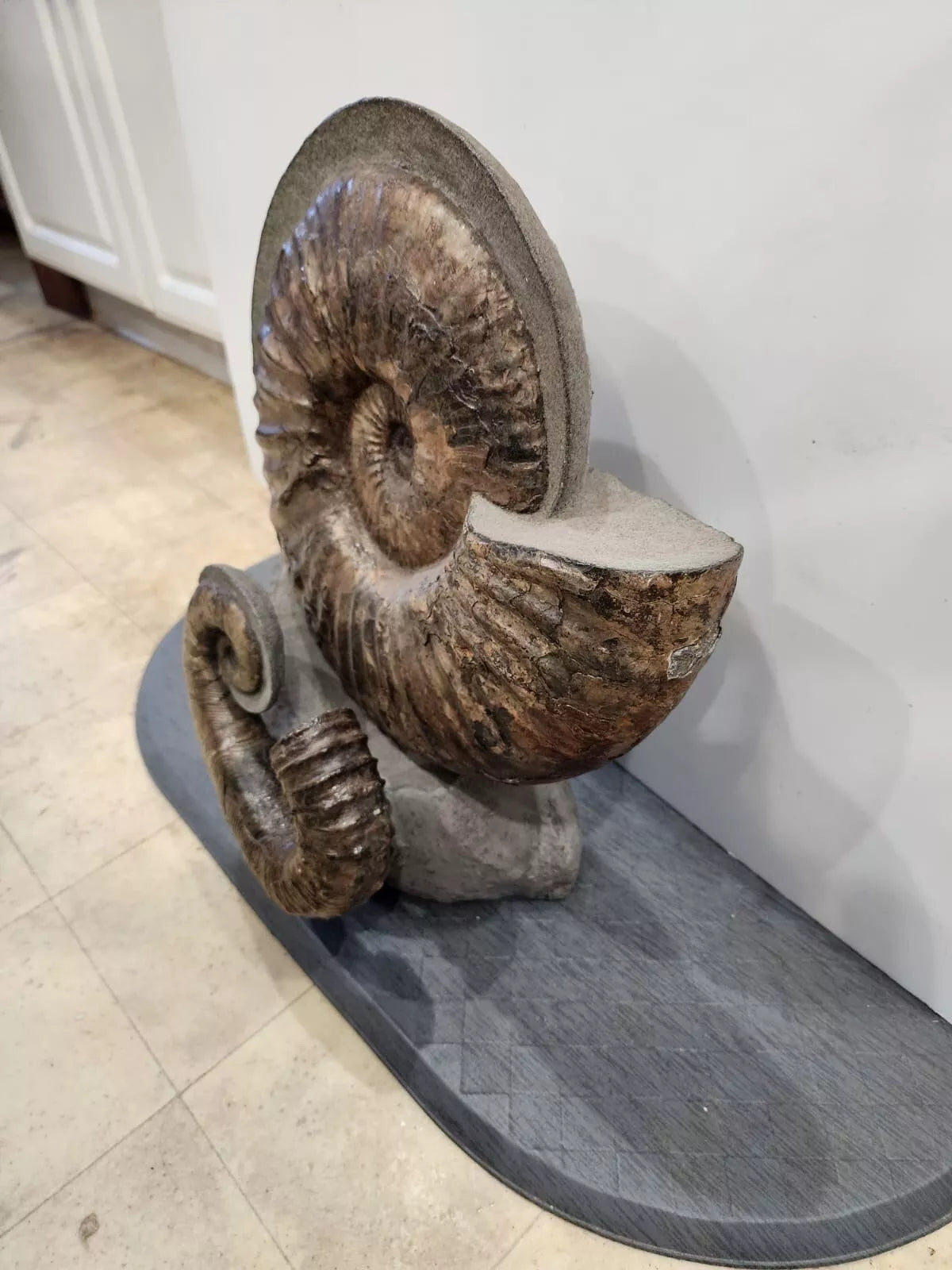 Giant Ammonite Fossils In Matrix