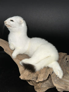 Beautiful Adorable Weasel Ermine Small Animal Taxidermy Mount Art Wildlife 22W