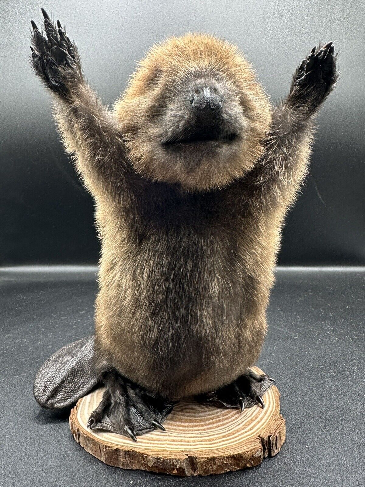 Beautiful Adorable Baby Beaver Kit Taxidermy Mount Art Wildlife 15B