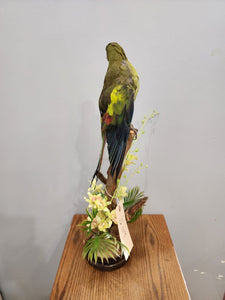 Real Regent Parrot Taxidermy Mount Beautiful Colors