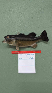 Beautiful Real Skin 17” Large Mouth Bass Taxidermy Wall Mount Art Wildlife