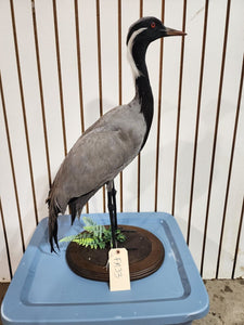 Demoiselle crane (Grus virgo) TAXIDERMY BIRD MOUNT Beautiful Feathers