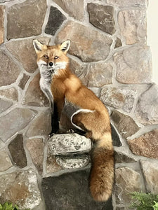 Red Fox Taxidermy Full Body Mount Cabin Camp Man Cave Home Office Den Decor NEW!