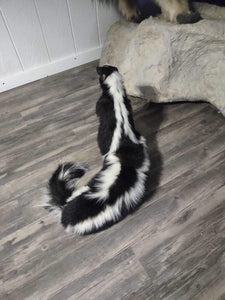 Large Skunkpede Taxidermy Mount