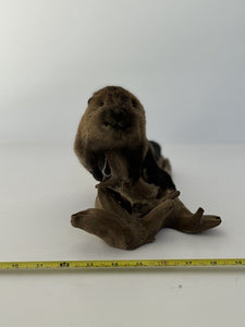 Beautiful Adorable Baby Beaver Kit Taxidermy Mount Art Wildlife #3