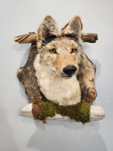 New Coyote Den Taxidermy Mount