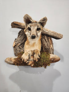 Beautiful Grey Fox Taxidermy Wall Mount In Den