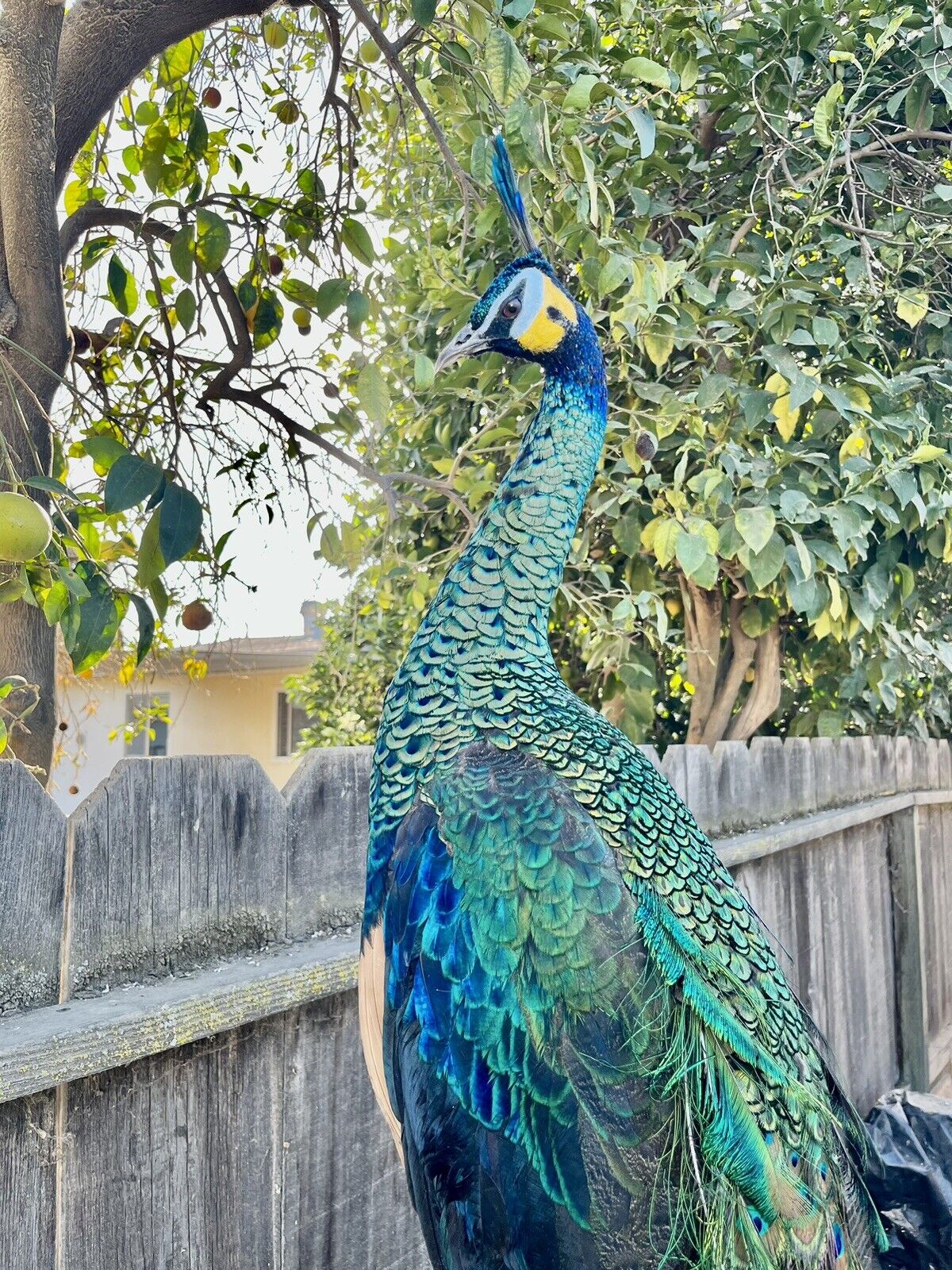 Museum quality ultra rare Java PEACOCK Taxidermy Mount