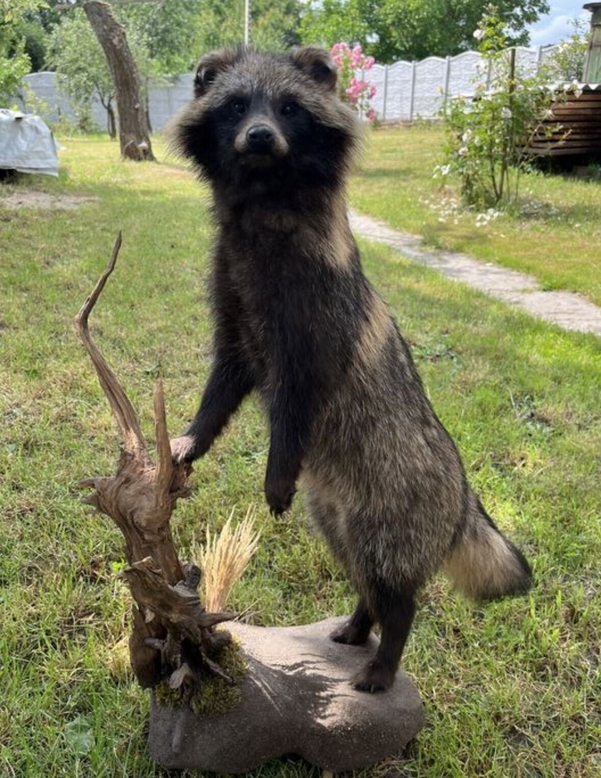 Museum Quality Raccoon Dog (japanese Raccoon) Taxidermy Mount Hunting Cabin