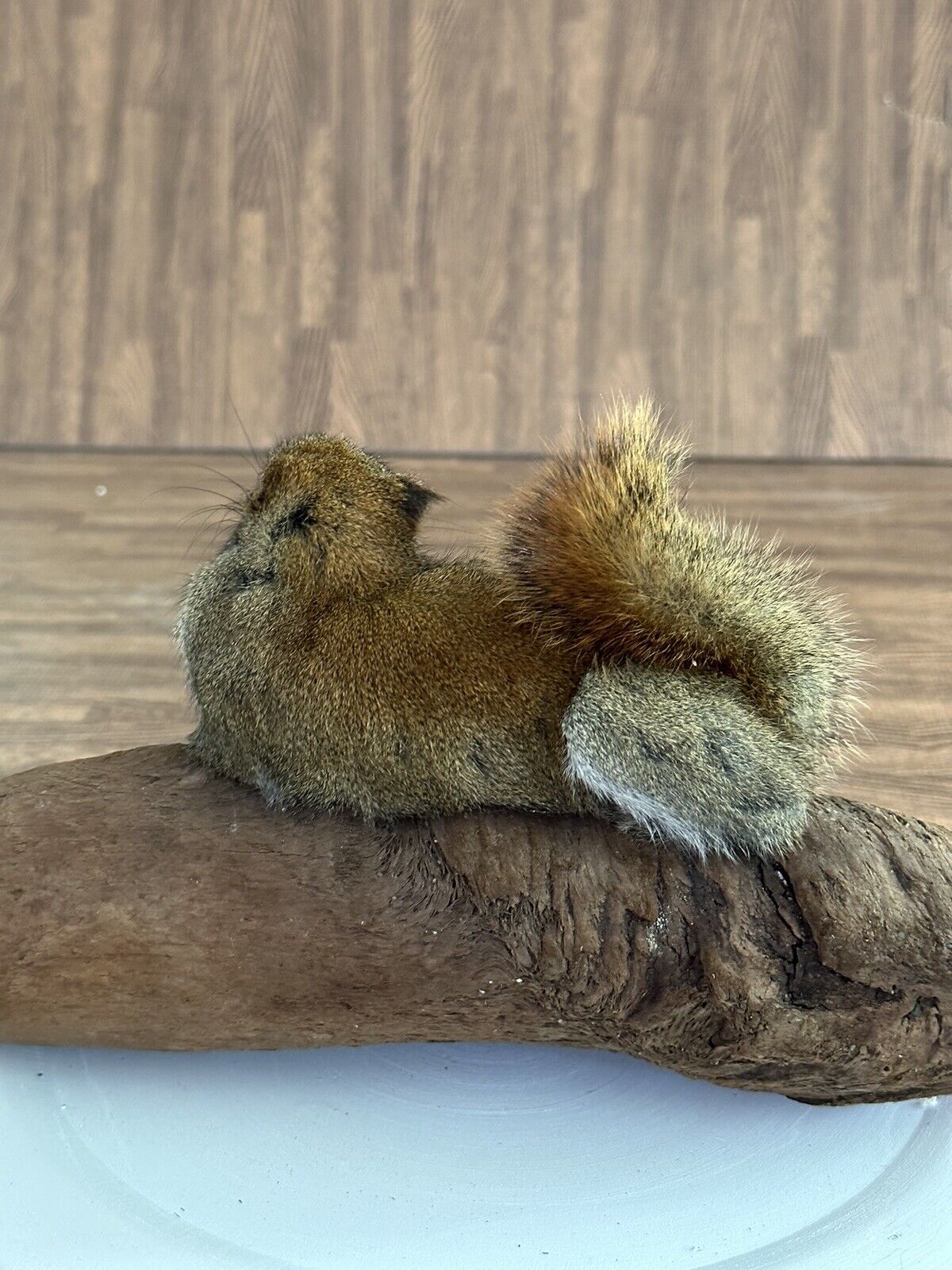 Beautiful Adorable Red Squirrel Small Animal Taxidermy Mount Art Wildlife 18S