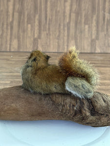 Beautiful Adorable Red Squirrel Small Animal Taxidermy Mount Art Wildlife 18S