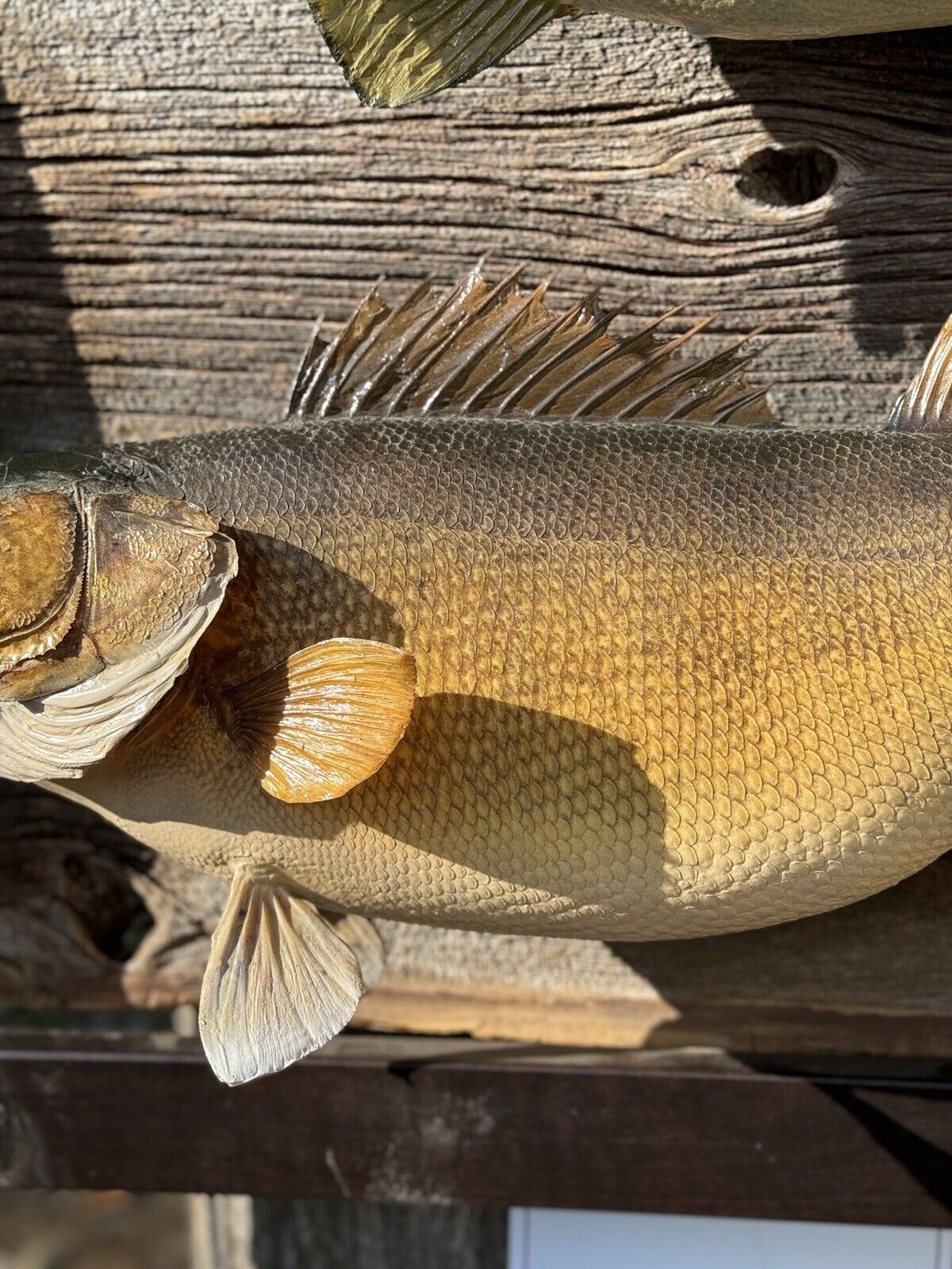 Beautiful Real Skin Large Walleye + Small Bass Taxidermy Wall Mount Art Wildlife