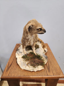 Rare Meerkat / Suricate Real Taxidermy Mount