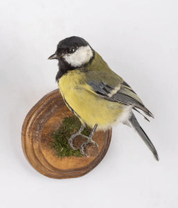 Taxidermy Great Tit (Parus major) Wall mount real bird