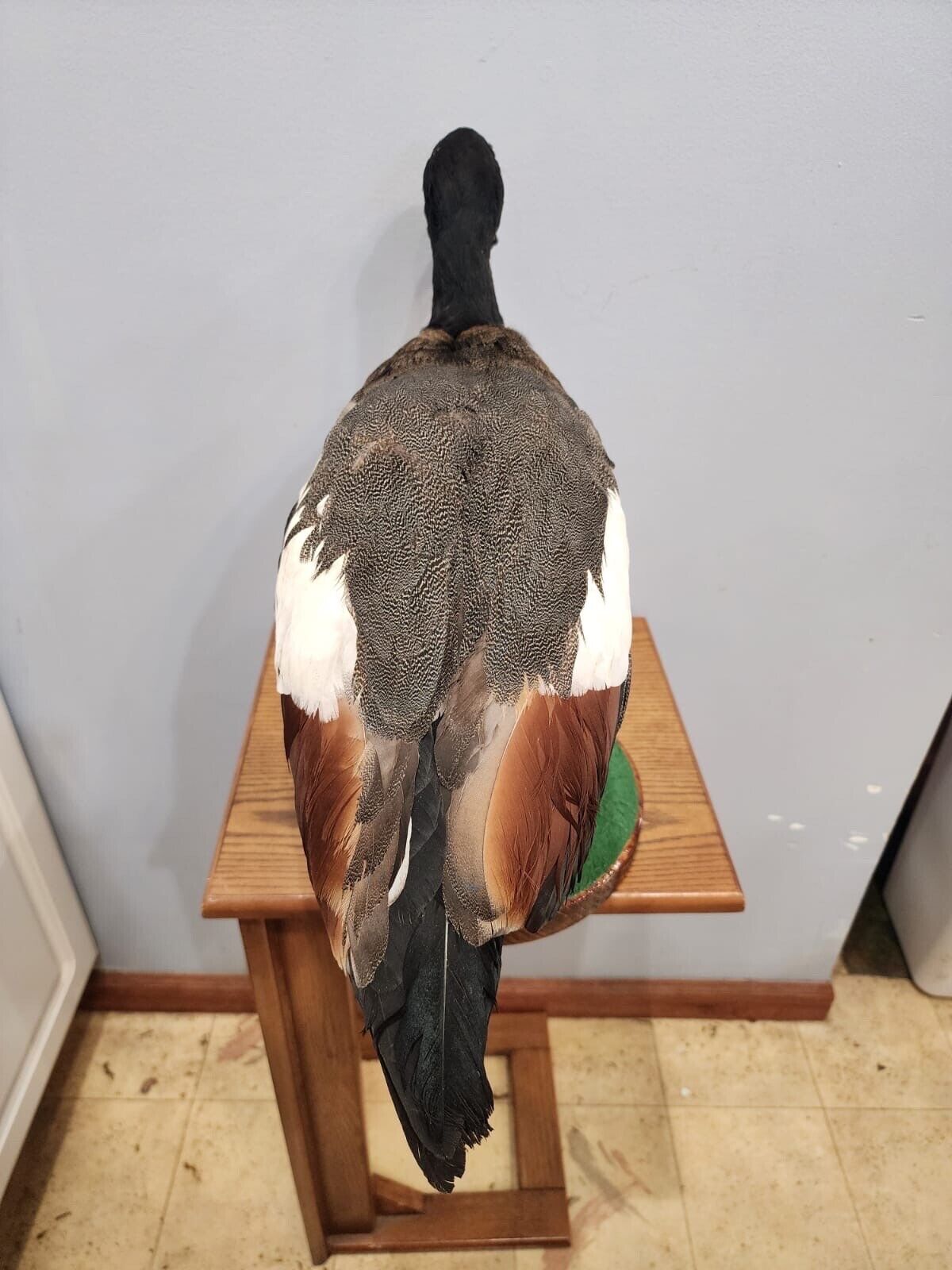 Beautiful Paradise shelduck Bird Taxidermy Mount