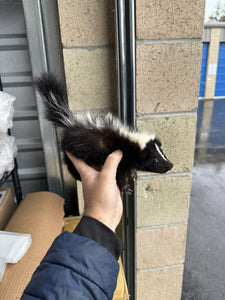 skunk baby taxidermy mount