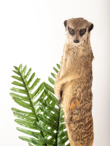 Rare Meerkat / Suricate Real Taxidermy Mount