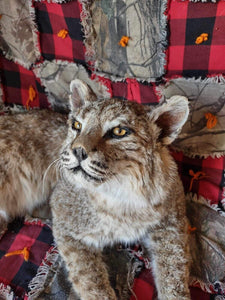 BOBCAT TAXIDERMY , Collectible,Log Cabin Decor,Outdoors,Hunting