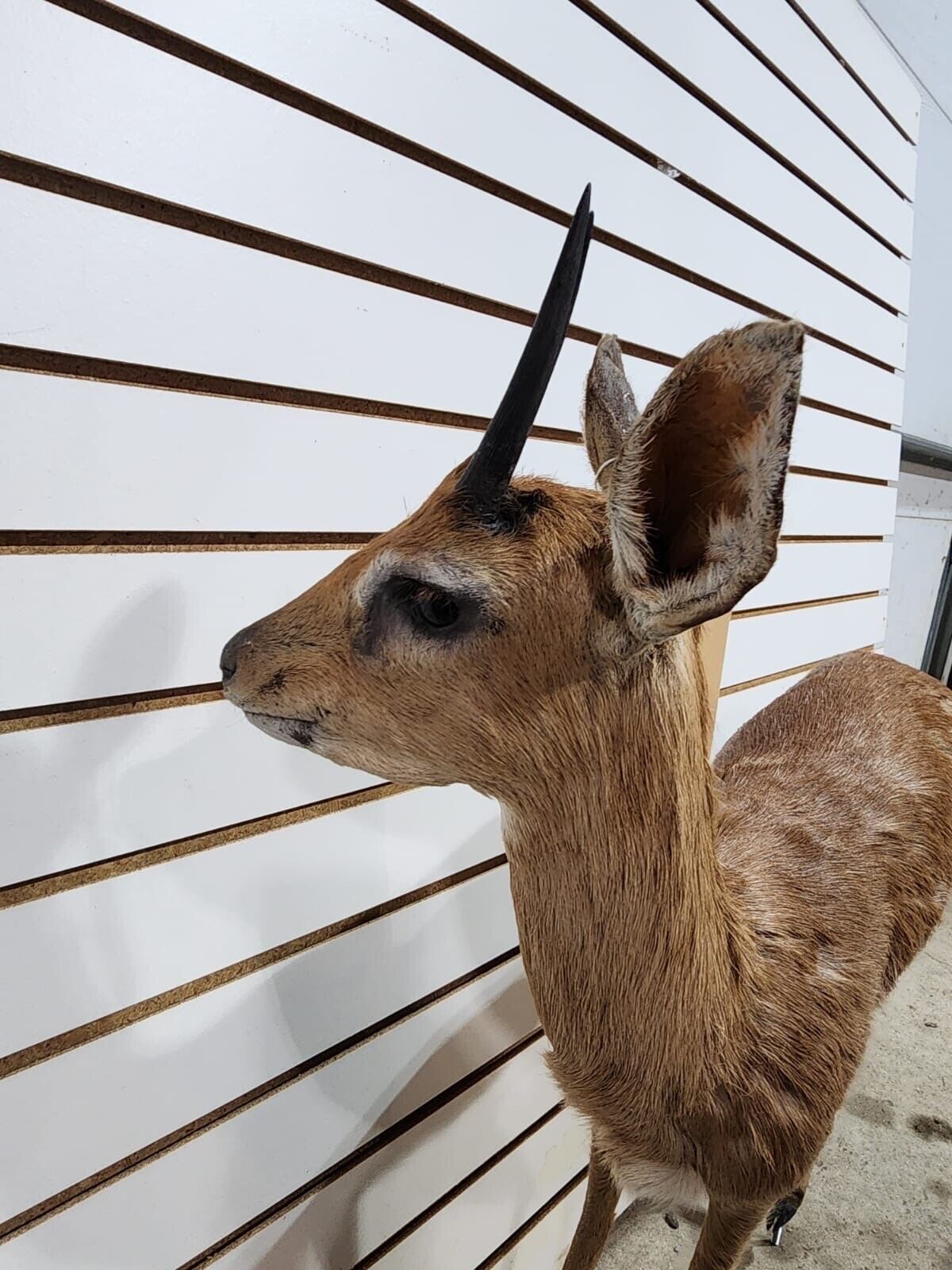 oribi, (Ourebia ourebi) Deer Fawn Taxidermy Mount