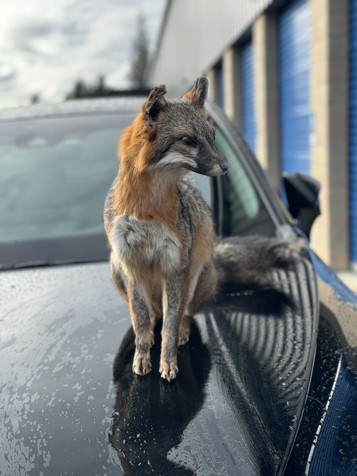 Grey Fox Taxidermy Full Body Mount Prime Fur