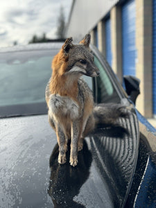 Grey Fox Taxidermy Full Body Mount Prime Fur