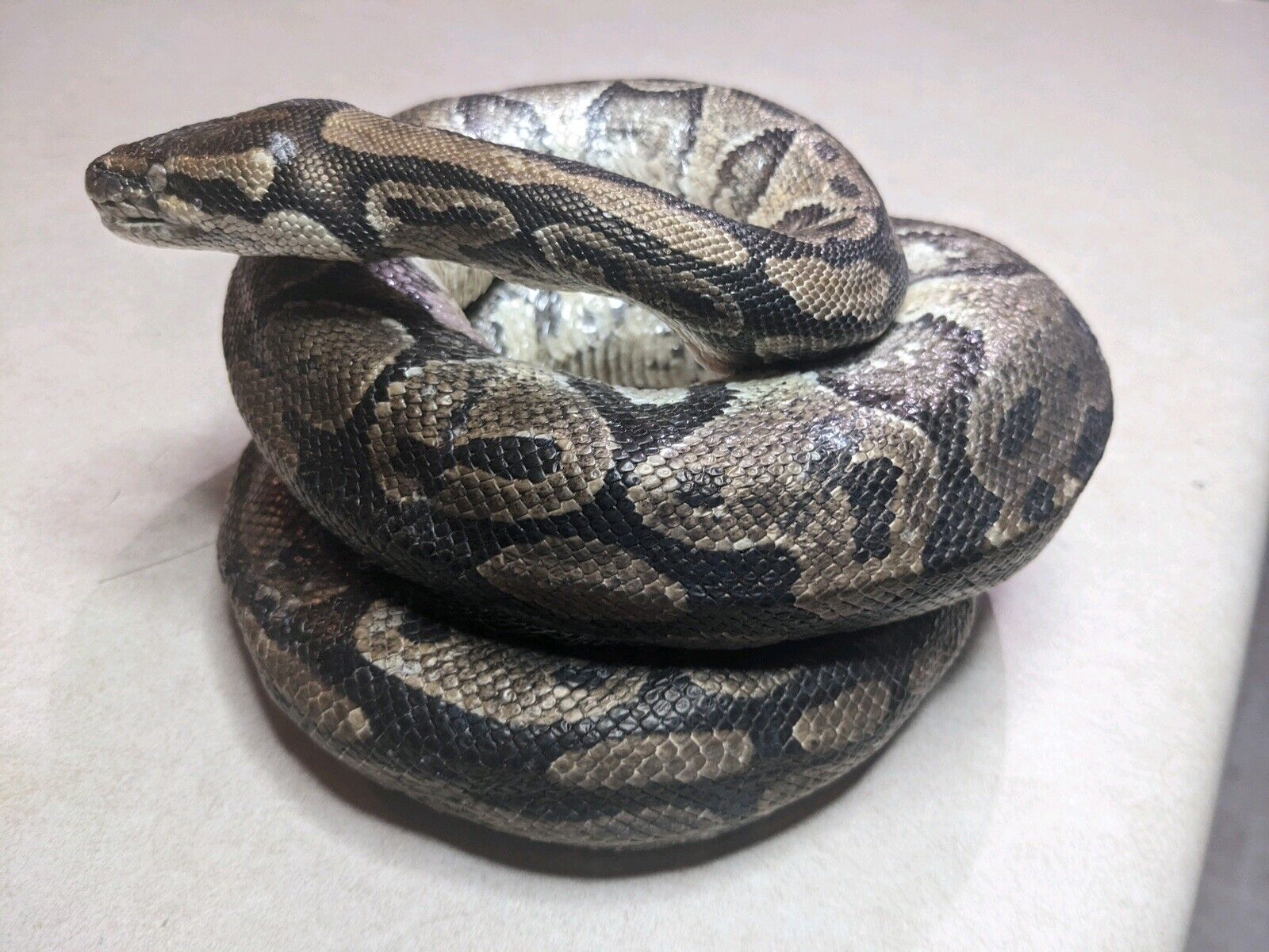 Real Massive Ball Dinker Python Taxidermy Mount