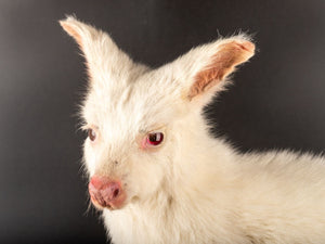 White wallaby Kangaroo Taxidermy Mount