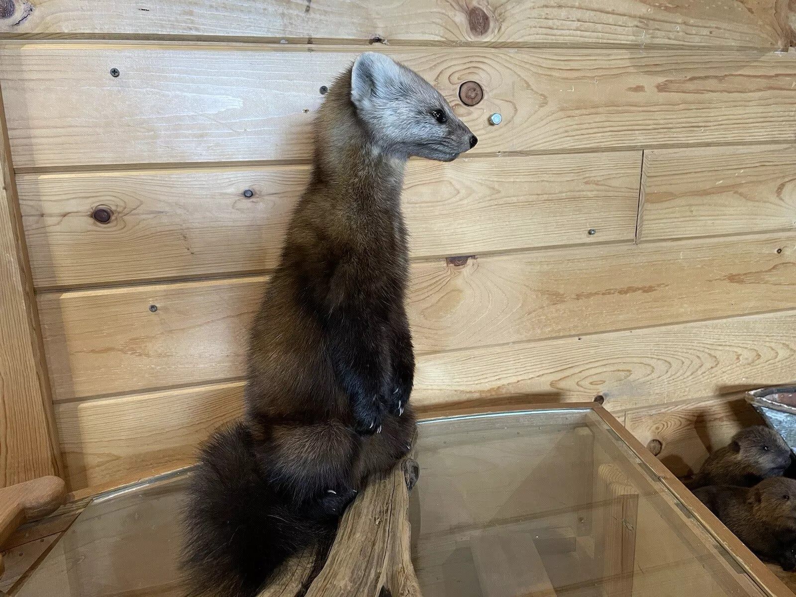 Pine Marten Alaskan Life Size Taxidermy Mount