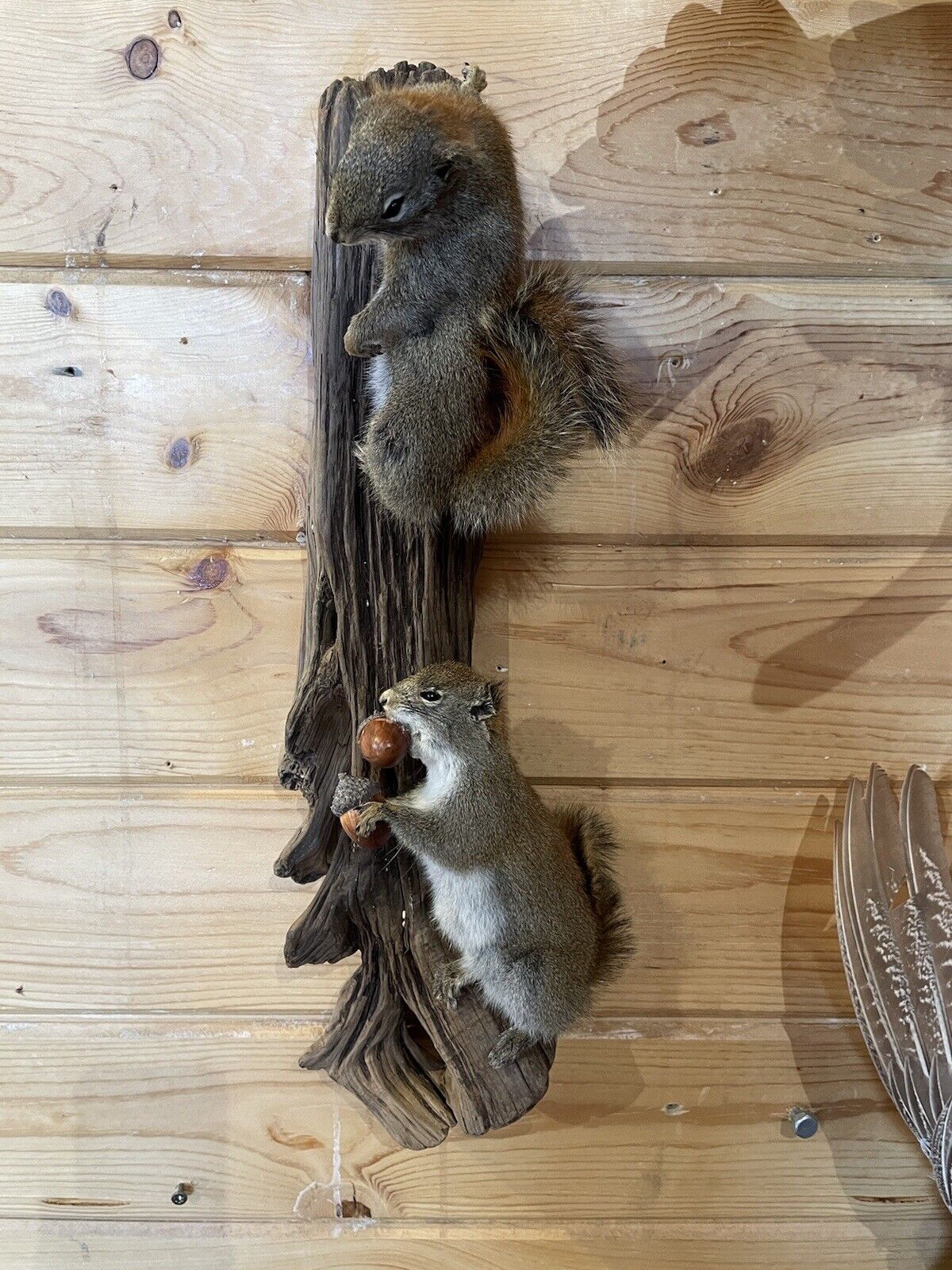 Beautiful Adorable Red Squirrel Small Animal Taxidermy Wall Mount