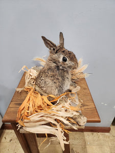 Taxidermy, CUTE, SOFT, Cottontail Rabbit, Easter Bunny Log Cabin Lodge