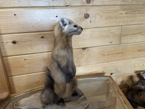 Pine Marten Alaskan Life Size Taxidermy Mount