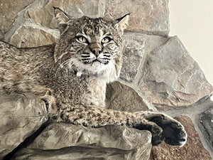 Bobcat Taxidermy Full Body Mount Cabin Camp Man Cave Home Office Den Decor NEW!