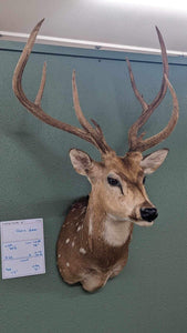 Axis Deer Real Antler Deer Taxidermy Mount