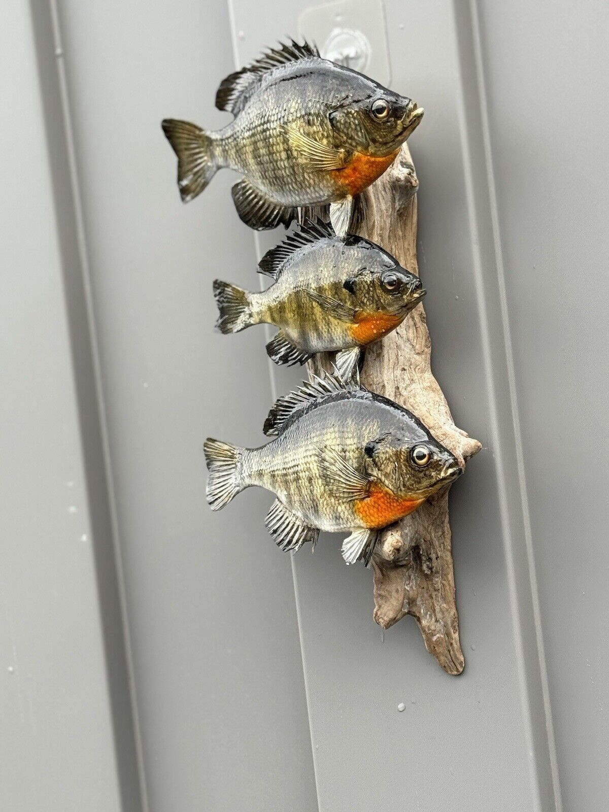 Real Skin Beautiful Sunfish Fish Taxidermy Wall Mount