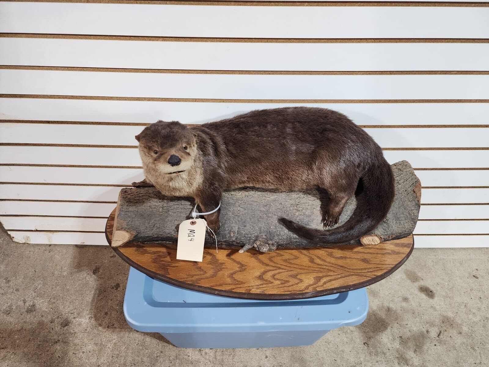 New Full Body Otter Taxidermy Mount