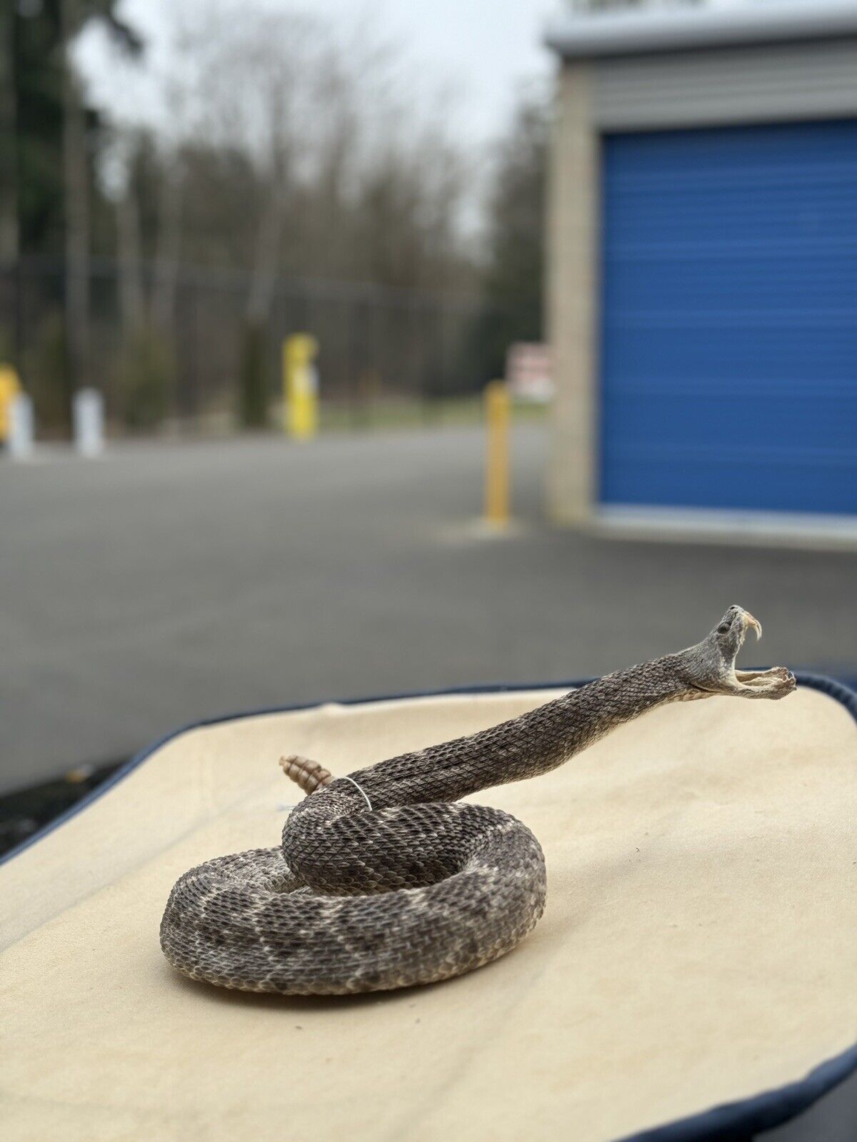 Large Real Rattle Snake Taxidermy Mount