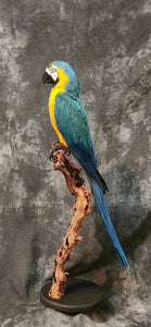 Blue and gold macaw bird taxidermy mount
