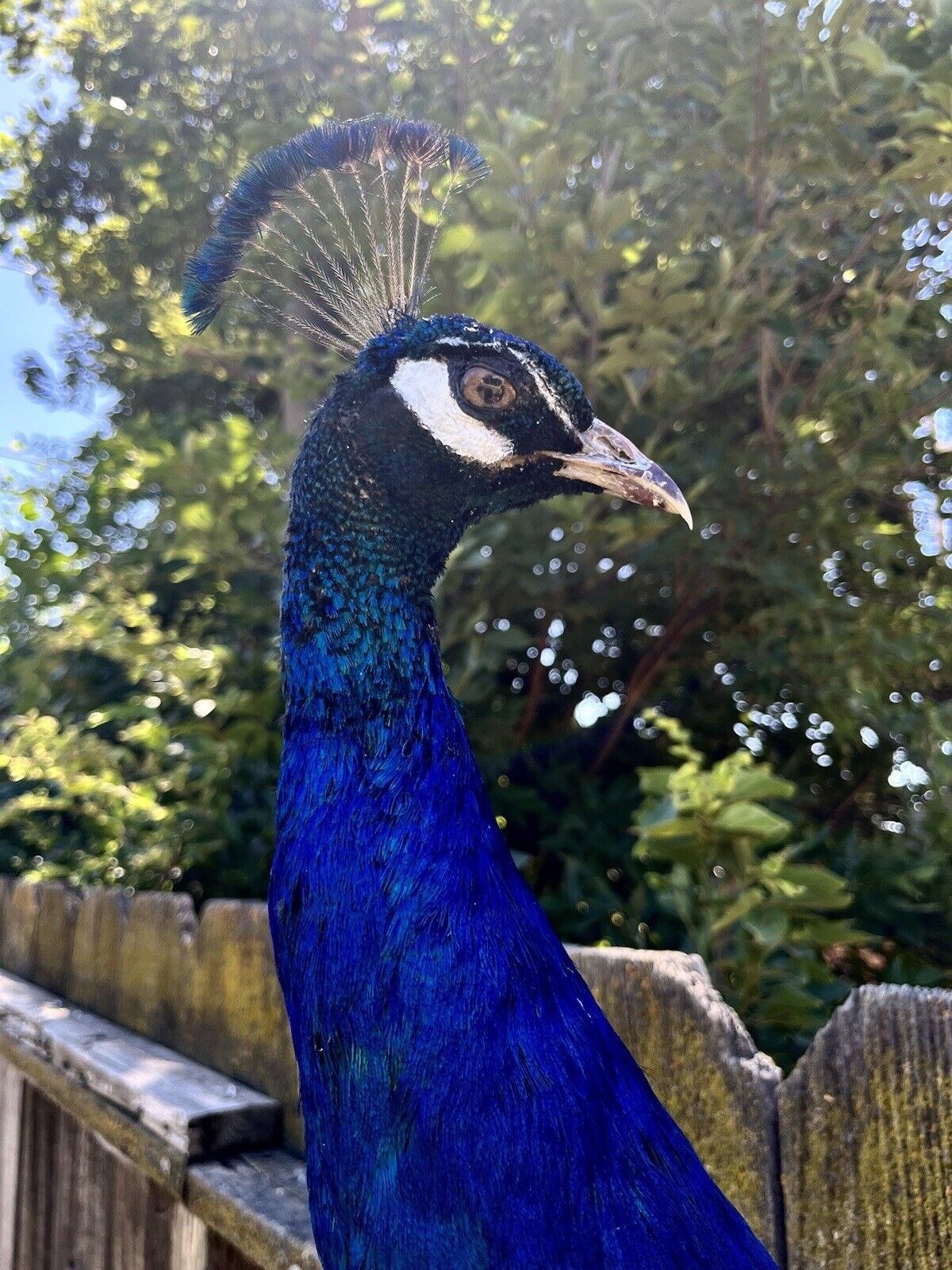 Black Shoulder PEACOCK Taxidermy Mount museum quality