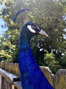 Black Shoulder PEACOCK Taxidermy Mount museum quality