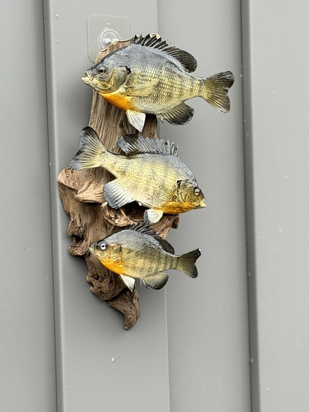 Real Skin Beautiful Sunfish Fish Taxidermy Wall Mount