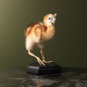 Super Rare Baby GREY-CROWNED CRANE TAXIDERMY BIRD MOUNT Beautiful Feathers