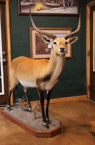 Beautiful Kafue Flats Lechwe Full Body Taxidermy Mount