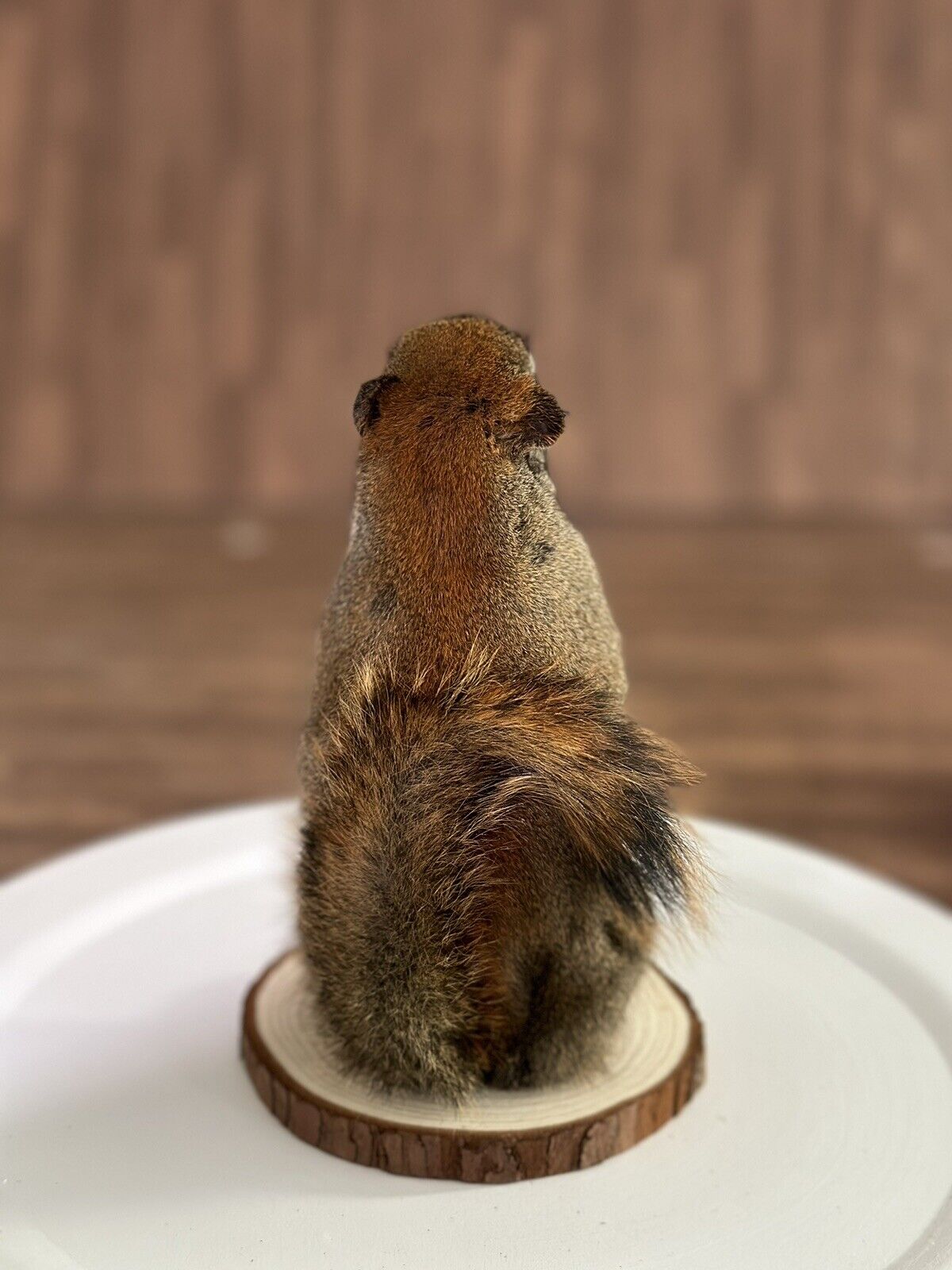 Beautiful Adorable Red Squirrel Small Animal Taxidermy Mount Art Wildlife 13S