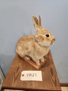 Taxidermy, CUTE, SOFT, Bunny Rabbit, Easter Bunny Log Cabin Lodge