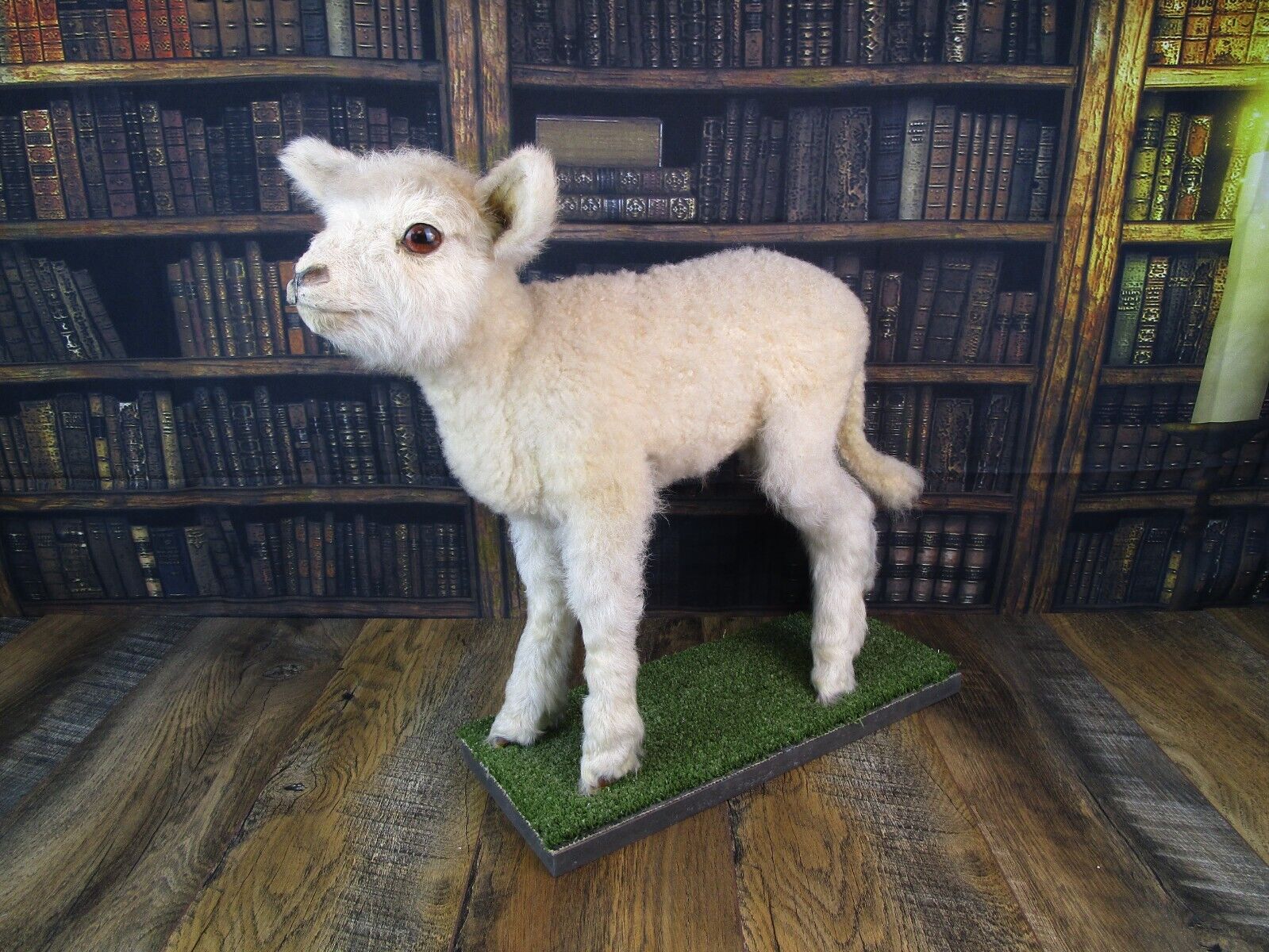Preowned Taxidermy LAMB SHEEP Full Body STANDING ON MOUNT Excellent Condition