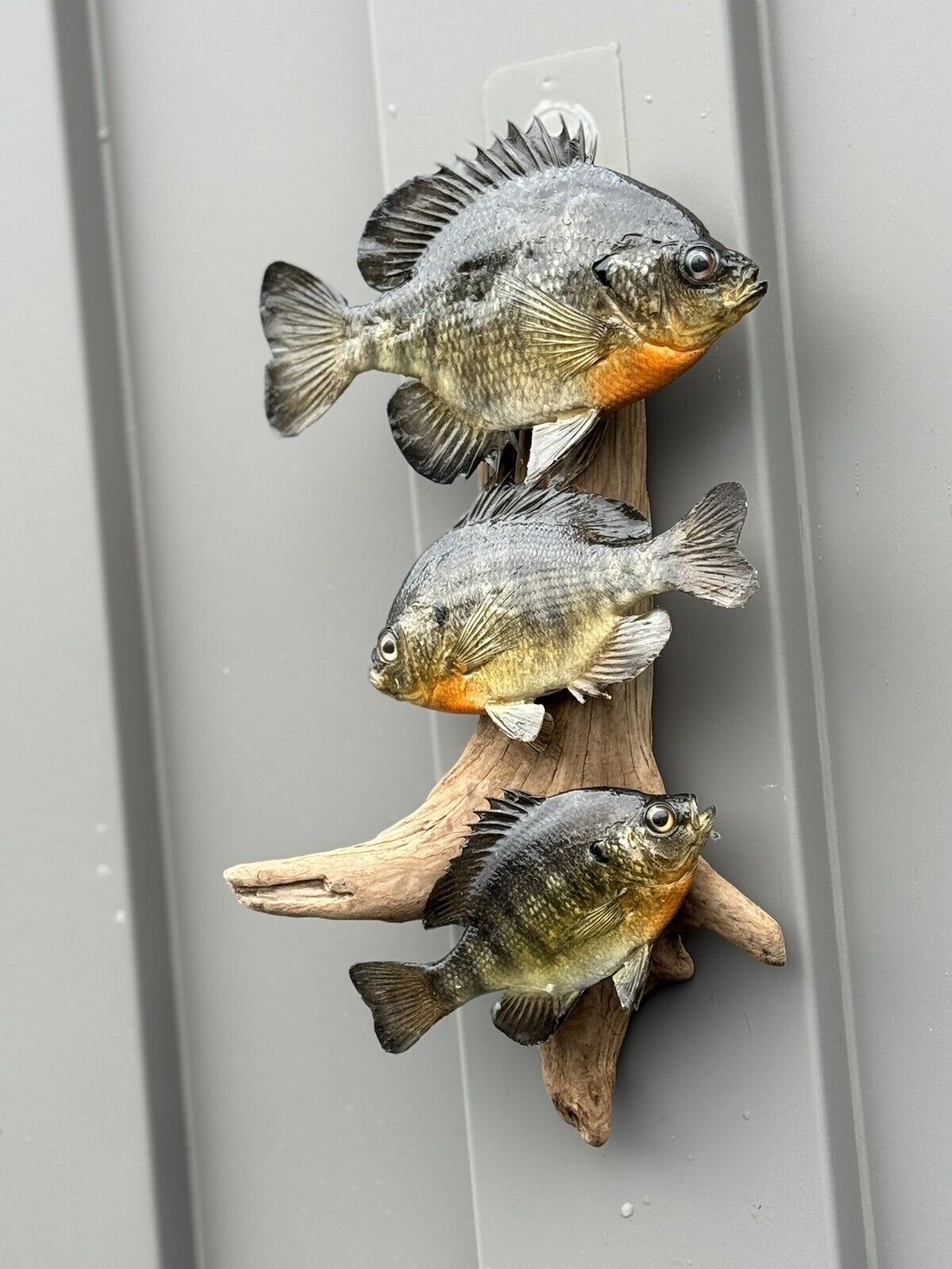 Real Skin Beautiful Sunfish Fish Taxidermy Wall Mount